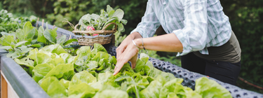 Raised Garden Beds