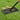 Serrated lawn levelling rake head with rectangular frame on grass