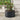 Round raised garden bed planter in dark steel with soil and cherry tomato plant