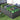 90cm Depth raised garden bed, anthracite metal frame with dense flower planting