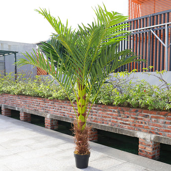 180cm H Artificial Plants Green Palm Tree in Pot Tropical Areca