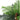 Close-up of artificial palm fronds with green leaves on a brown stem