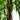 Artificial willow tree trunk with brown bark and hanging green faux leaves