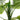 Artificial tropical leaves on faux bamboo stems, broad green, veined leaf close-up